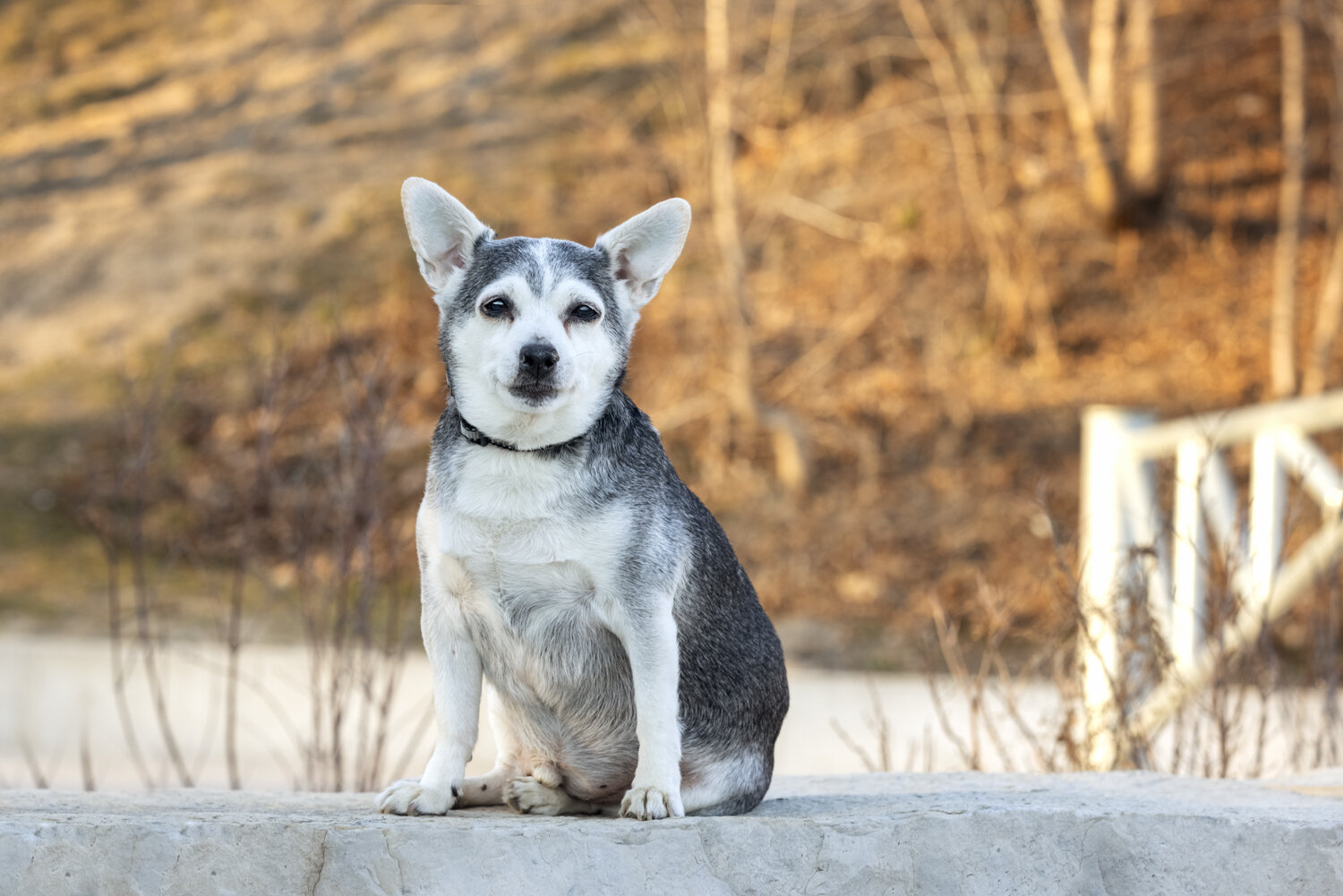 I love his ears perked all the way up