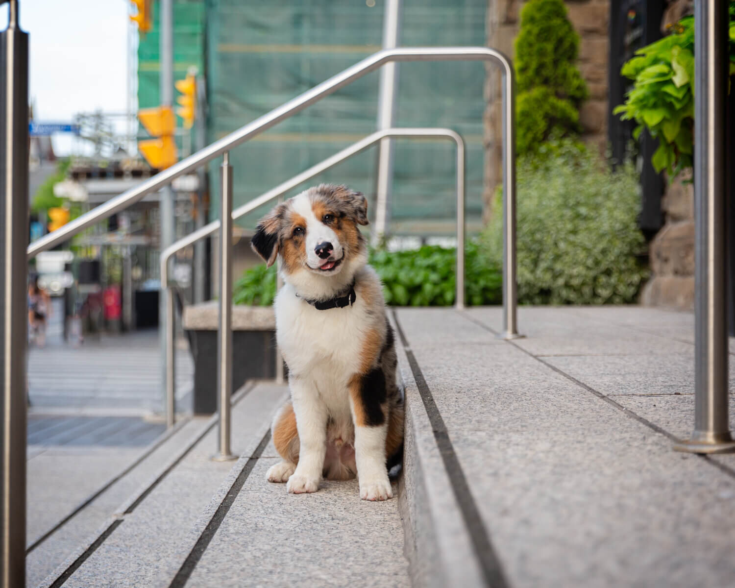 PUPPY FRAMED BY STAIR RAILINGS IN A CITY PHOTO SESSION
