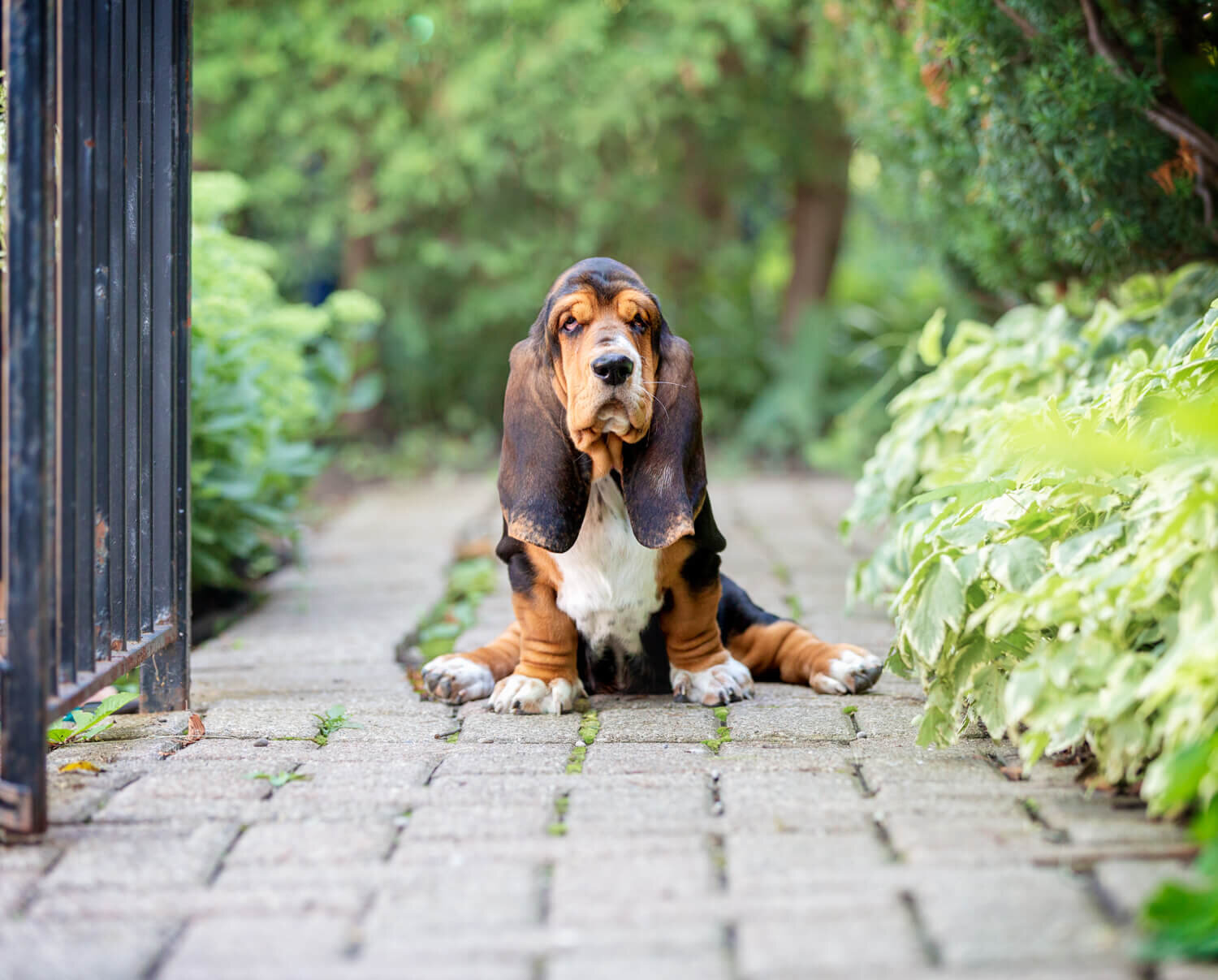 BASSETT HOUND PUPPY FRAMED BY A FENCE AND SHRUBS