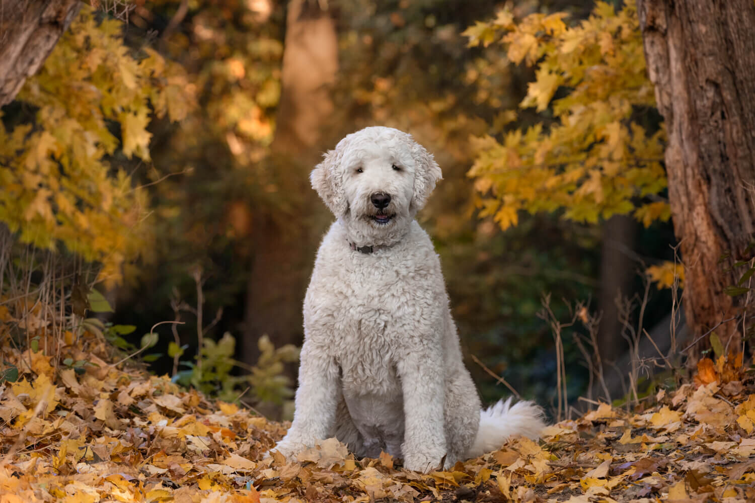 FALL FOLIAGE PROVIDES A FRAME FOR THIS GOLDENDOODLE