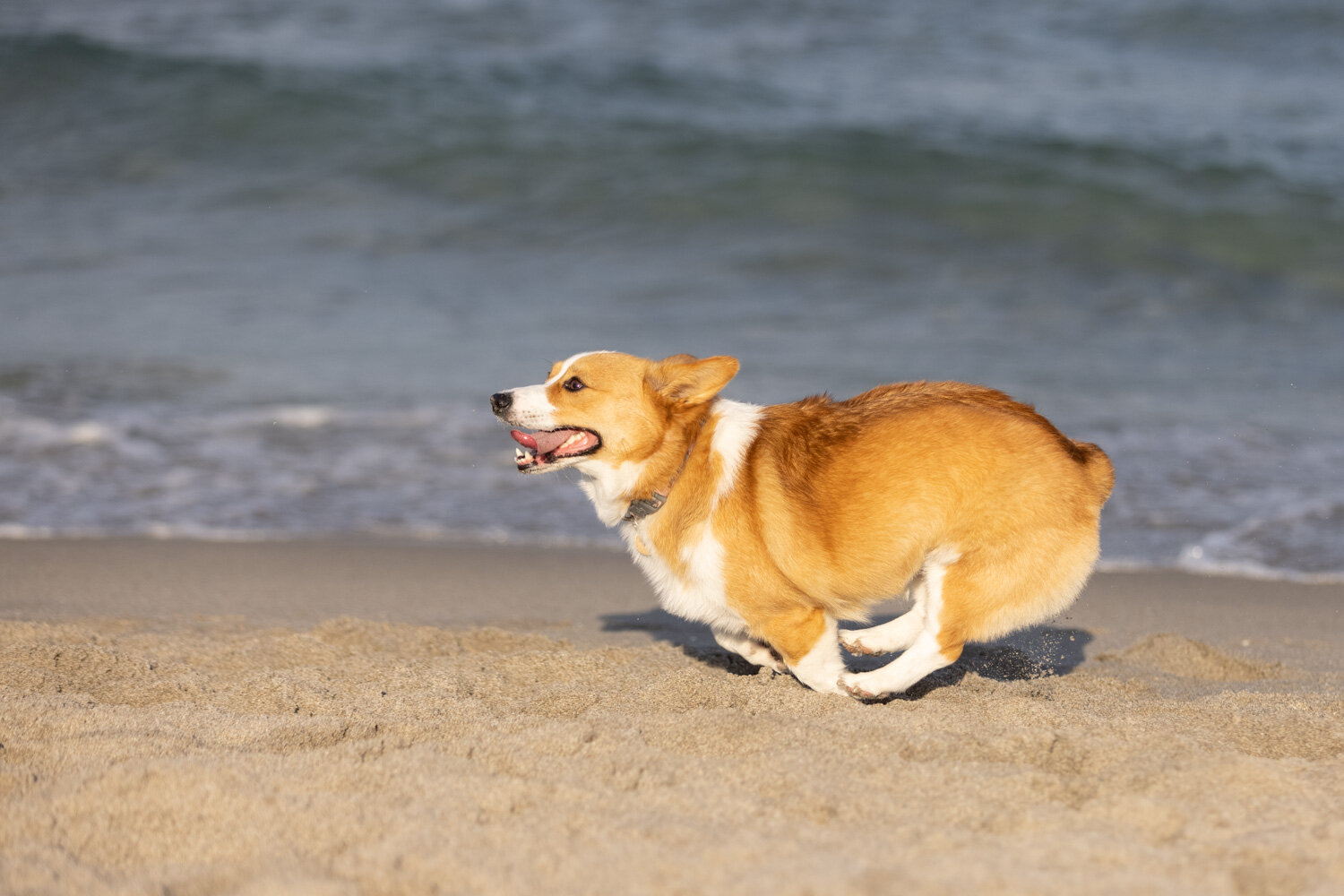 Corgi happiness!