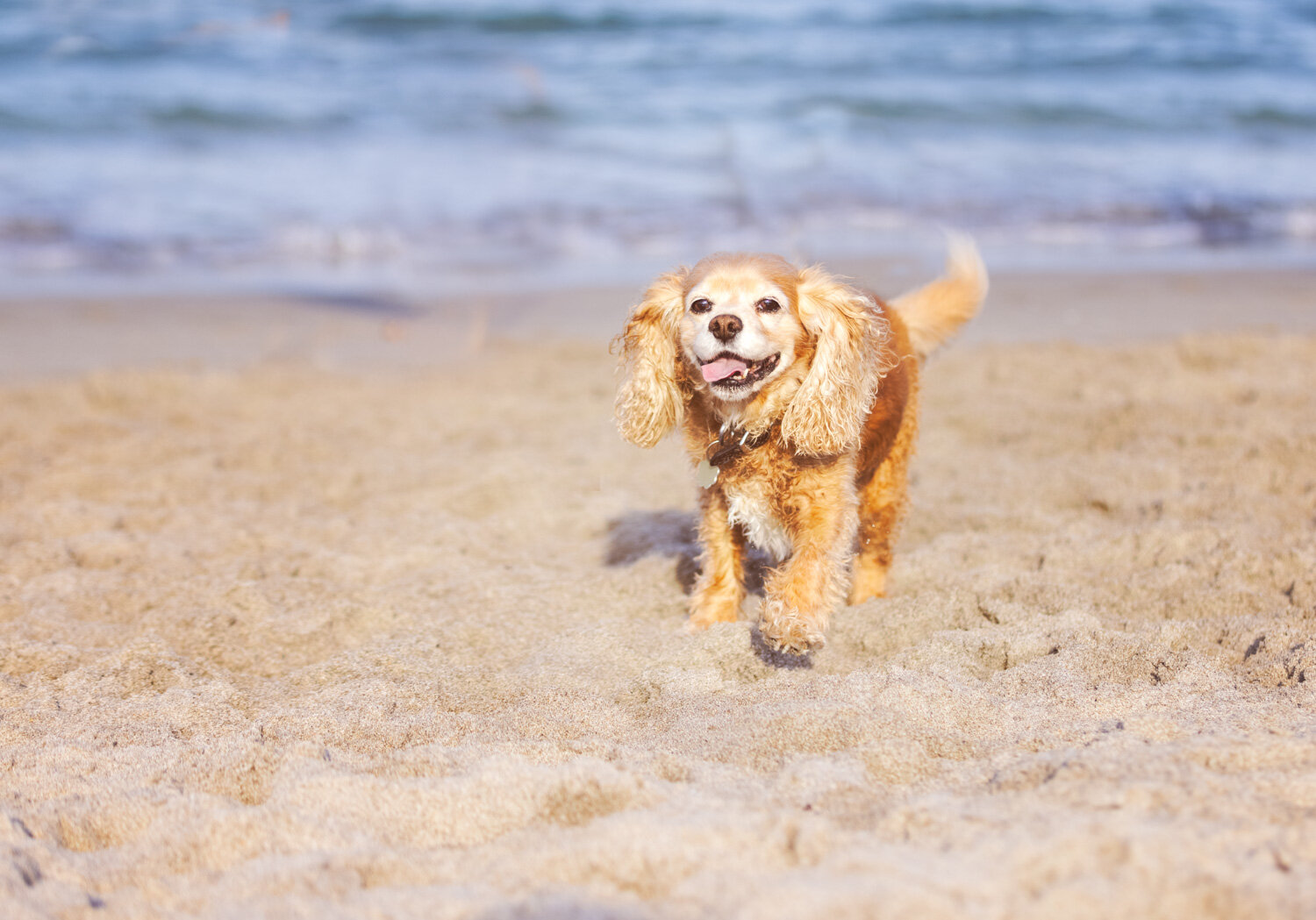 Cocker Spaniel enjoying a romp at the beach