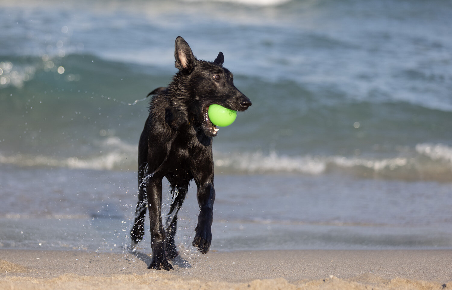 A dog's best life - a game of fetch