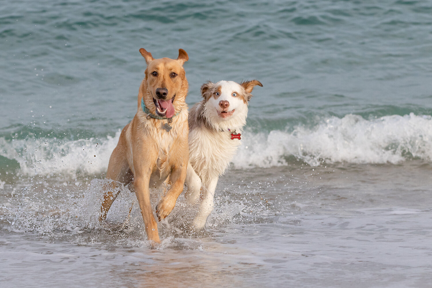 Choose your friends. Dog buddies playing at the beach