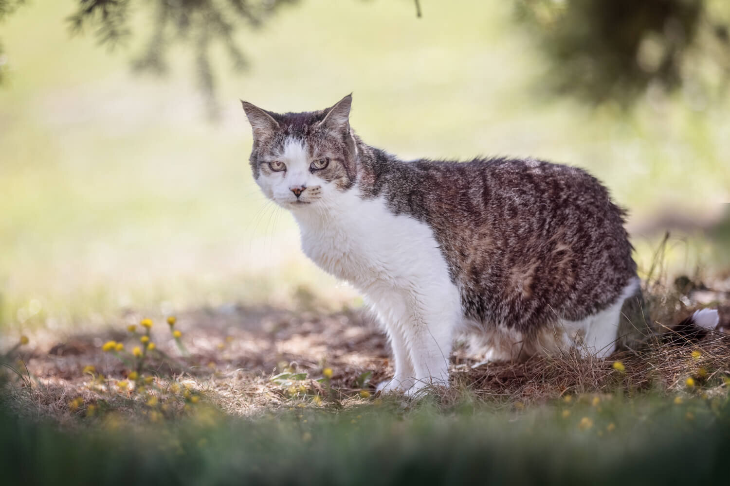  Let's photograph your cats outdoors 