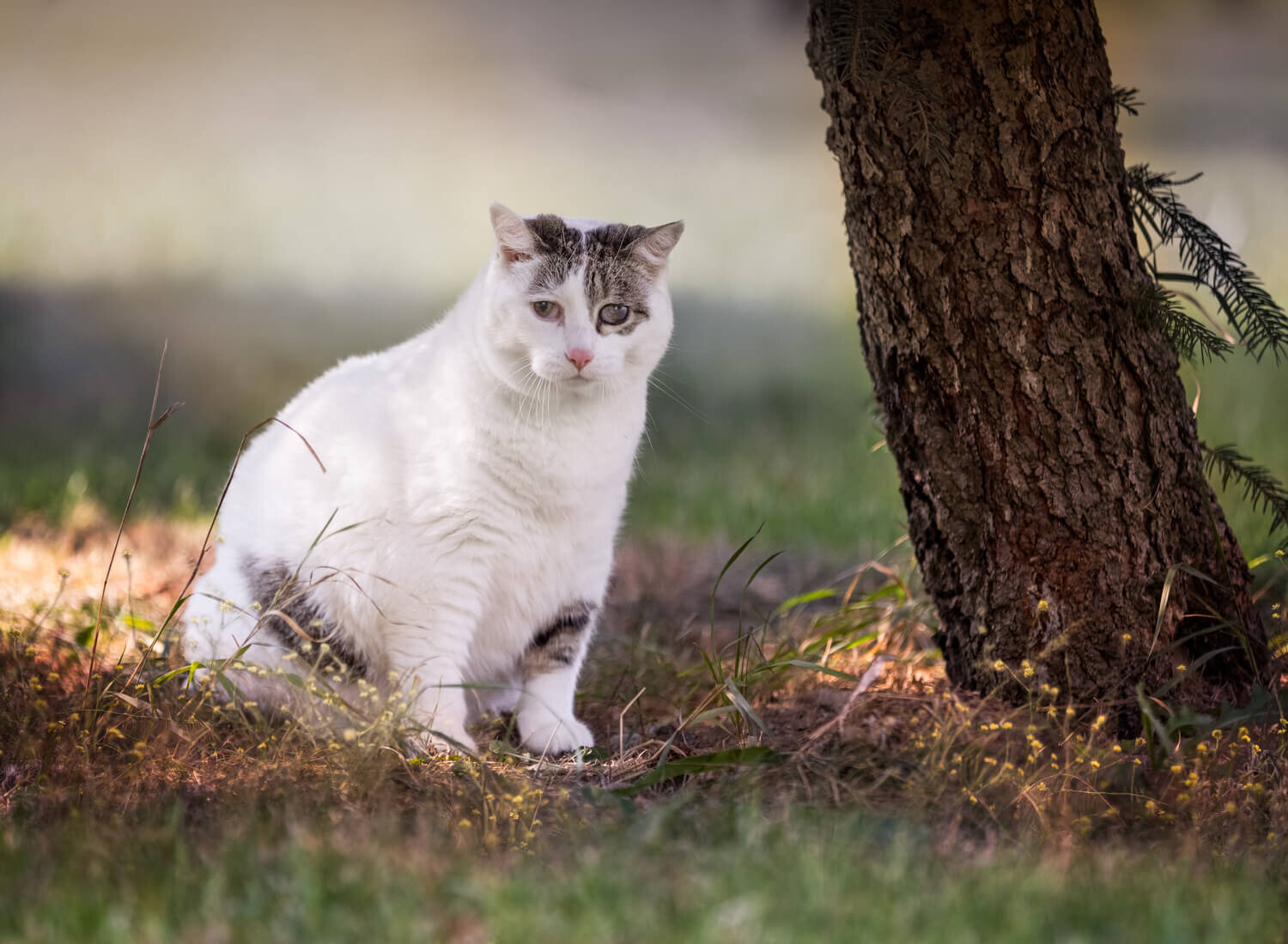  Cat Photography outdoors 