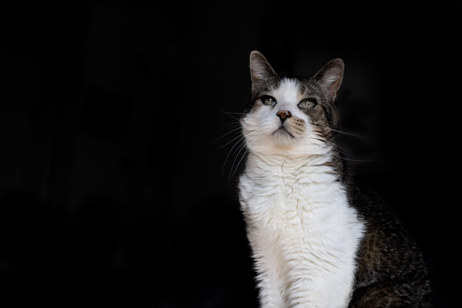  Lovely window light shows the beauty of this cat 