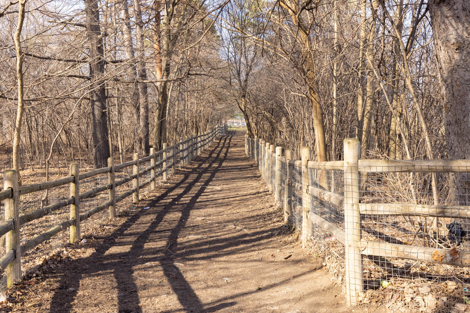 Dog run at G. Ross Lord dog park