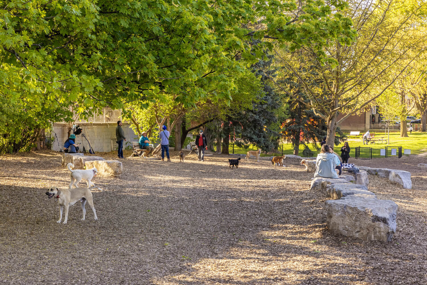 North York dog parks