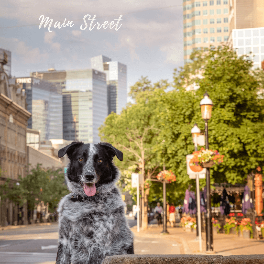 Summer in the City Dog photo sessions Toronto