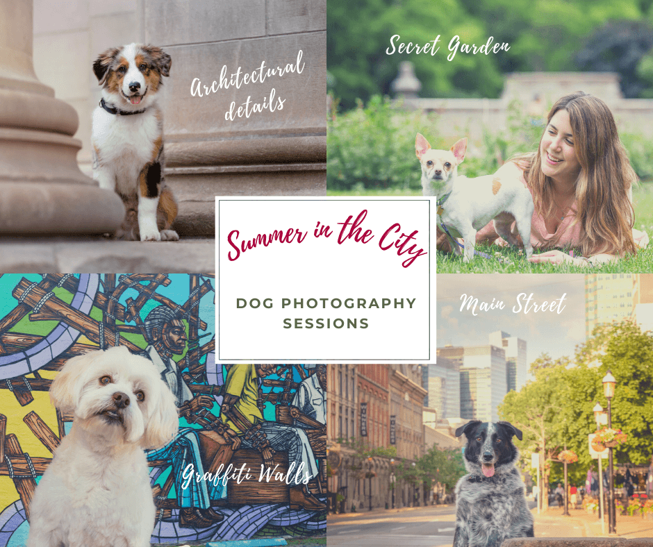 City dog photo sessions in Toronto