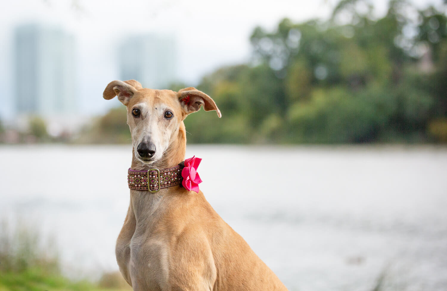 Pet photos with soft light and no harsh shadows is best 