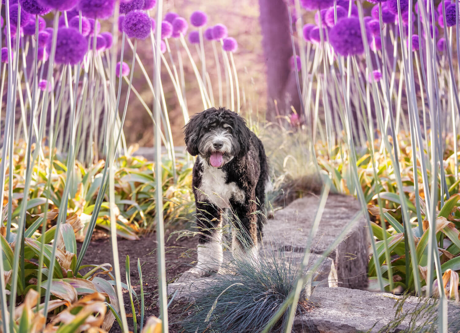 dog-in-flowers-photography