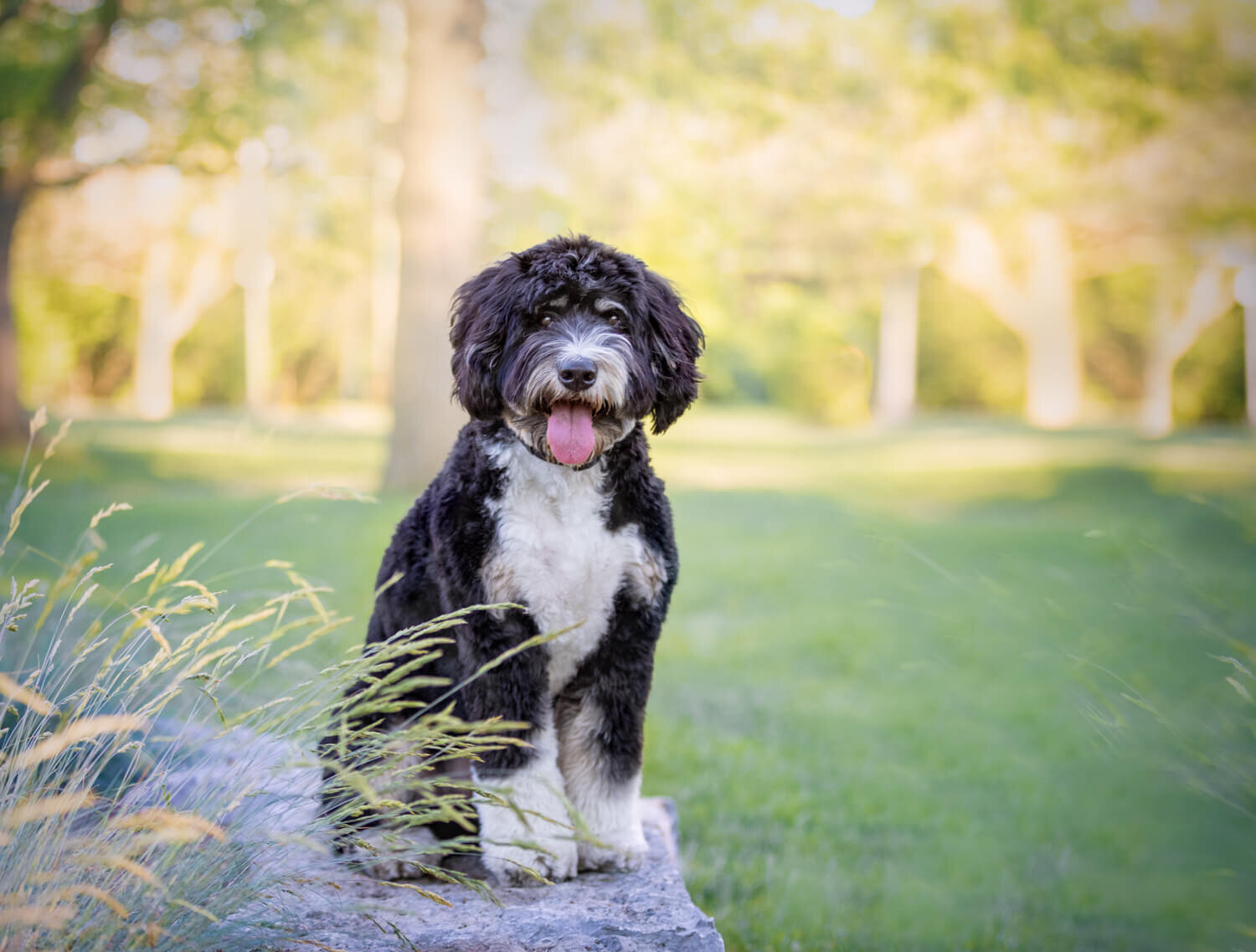 dog-photo-session-high-park1-5.jpg