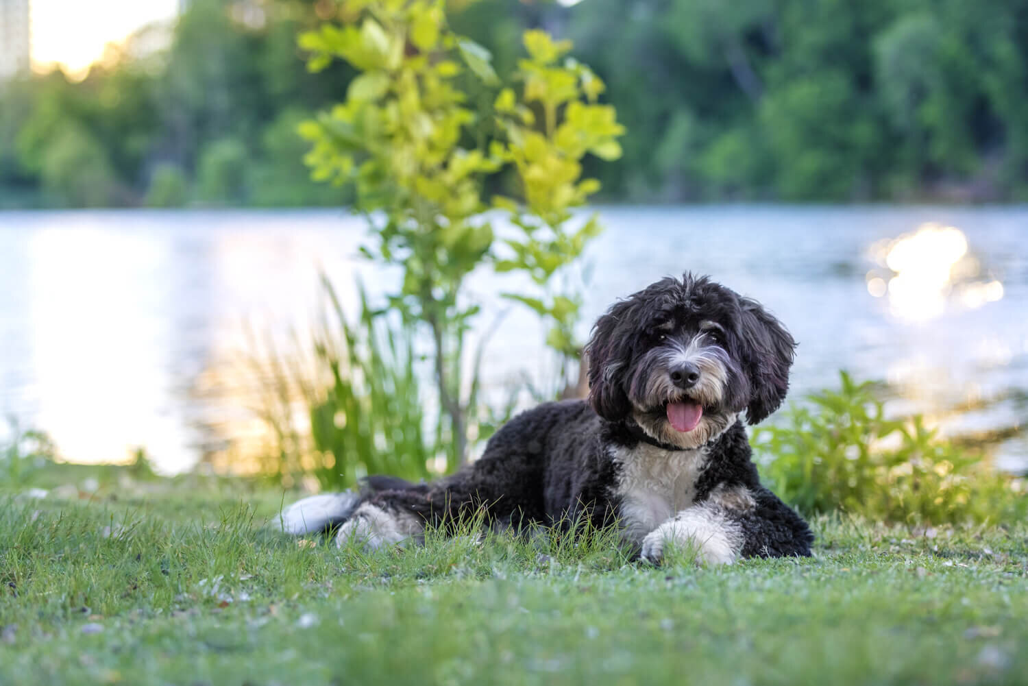 dog-photo-session-high-park-toronto