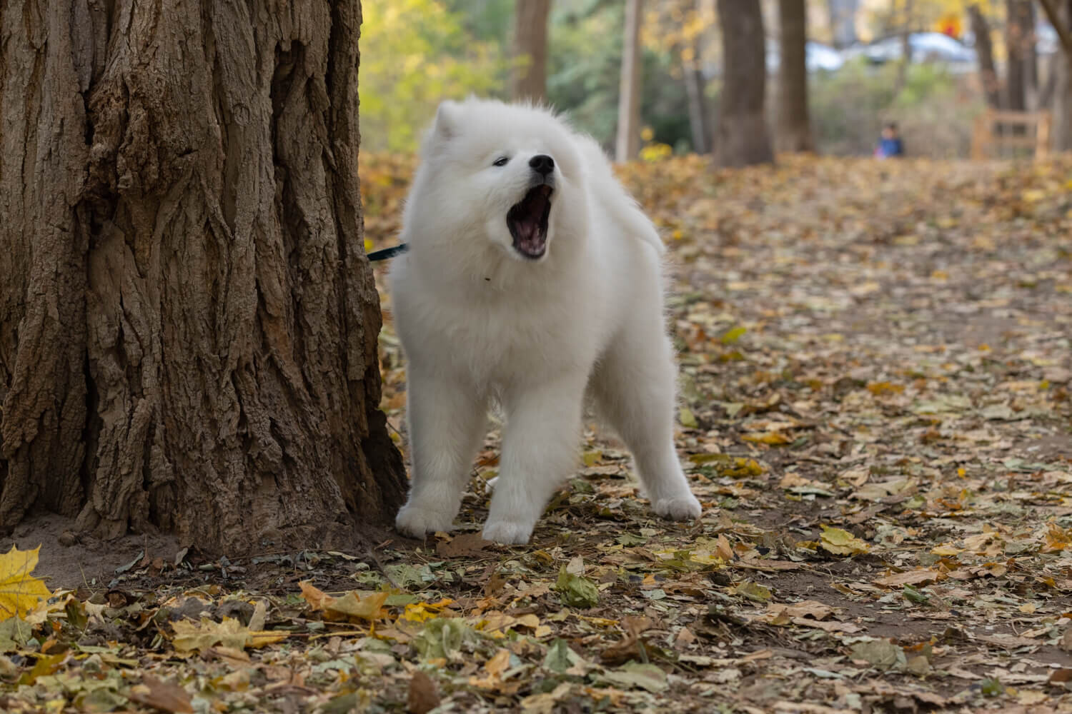 REACTIVE PUPPY 