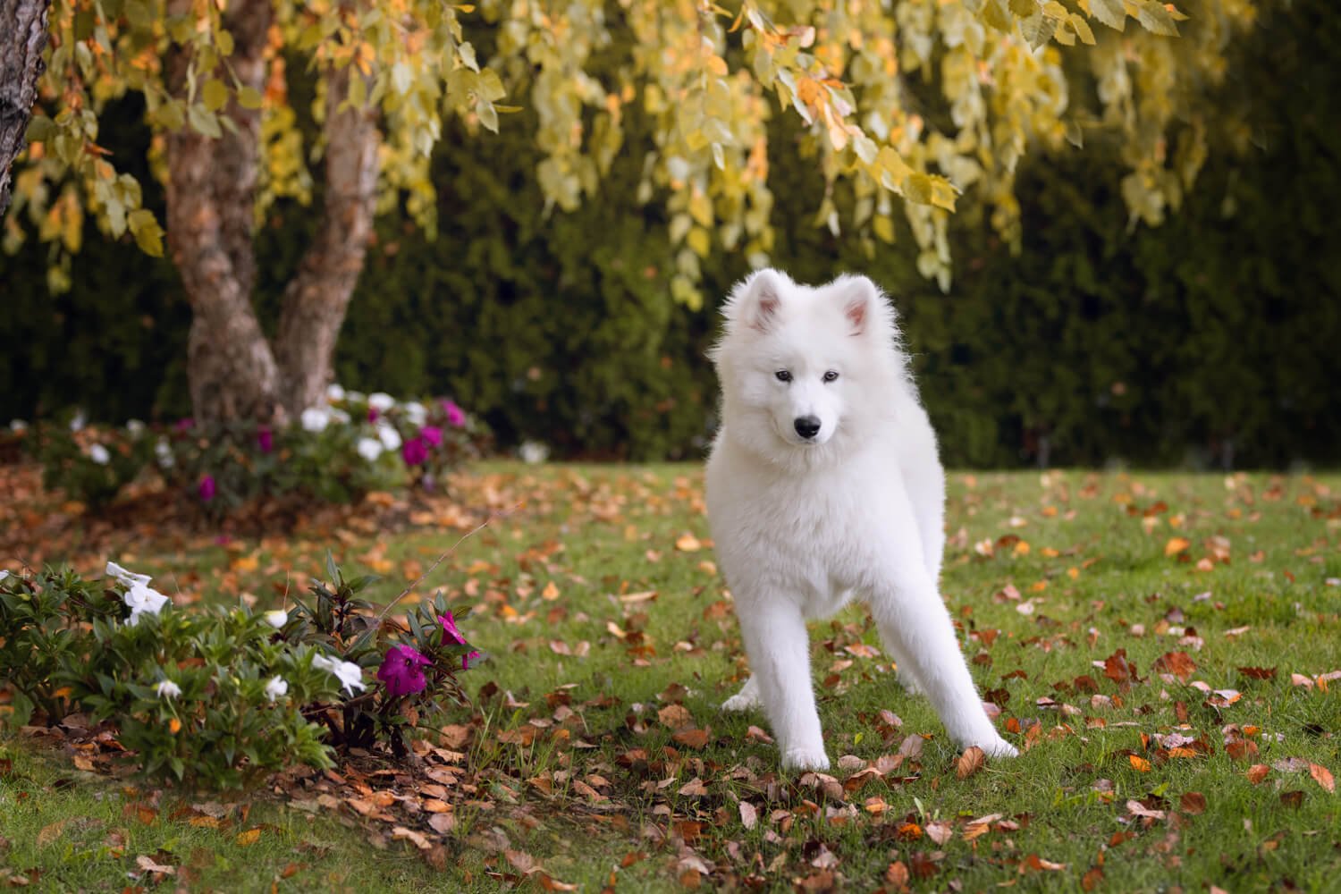 Samoyed-puppy-photography-toronto