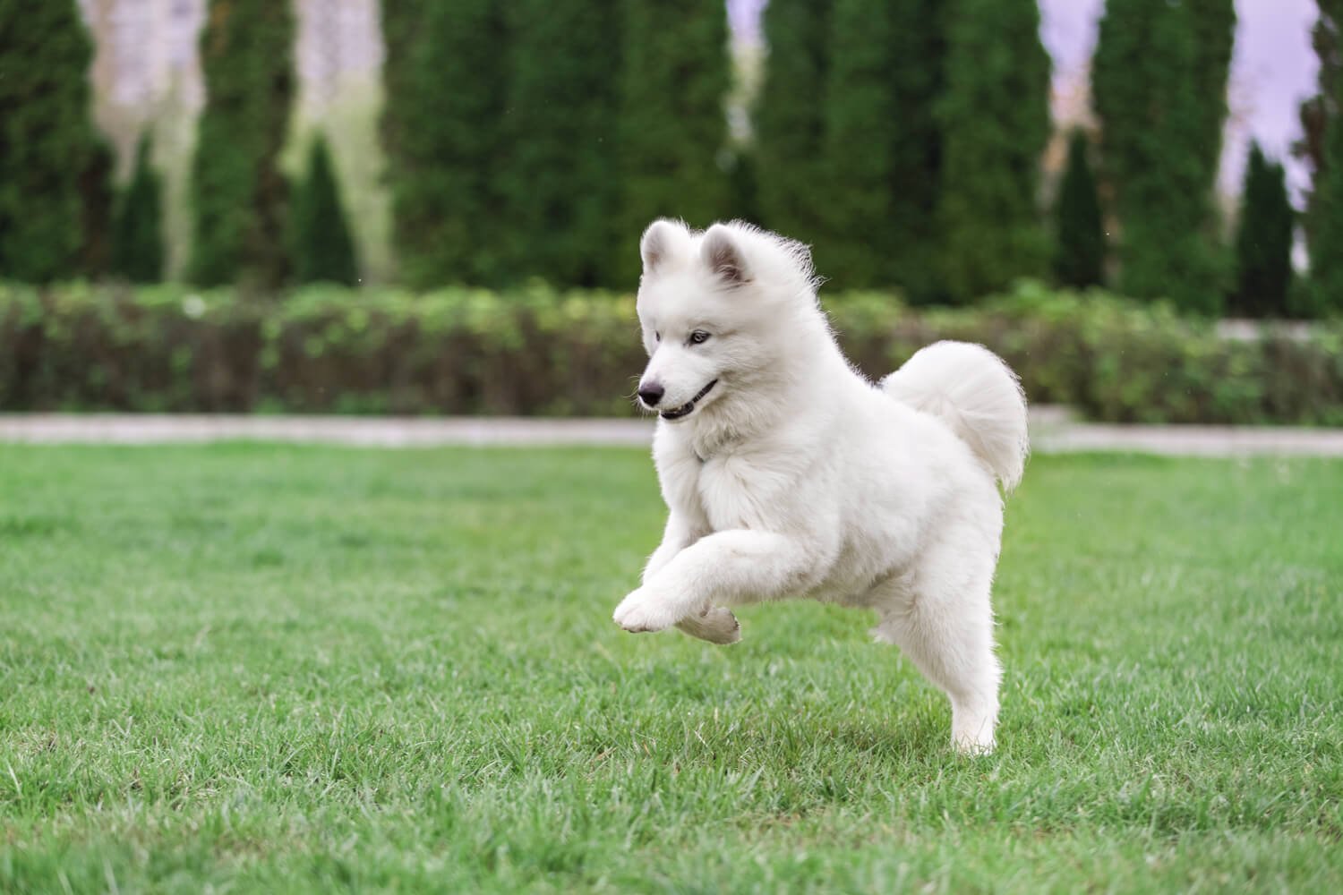 Samoyed-dog-photographer-toronto