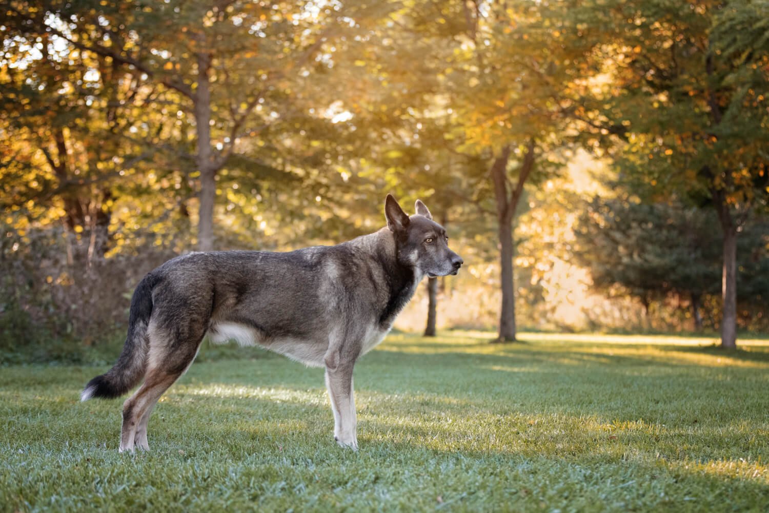 toronto-dog-photographer-biggest-dog1.jpg