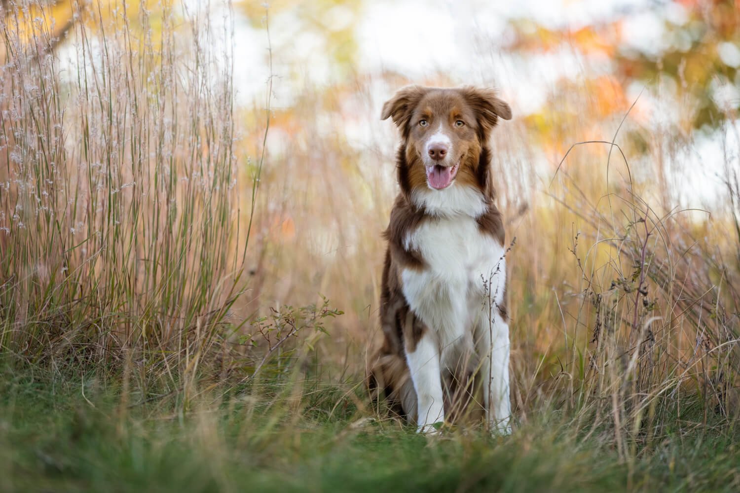 Toronto-dog-photography-autumn