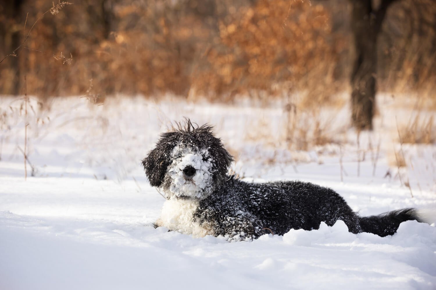 Toronto-dog-photography-in-snow