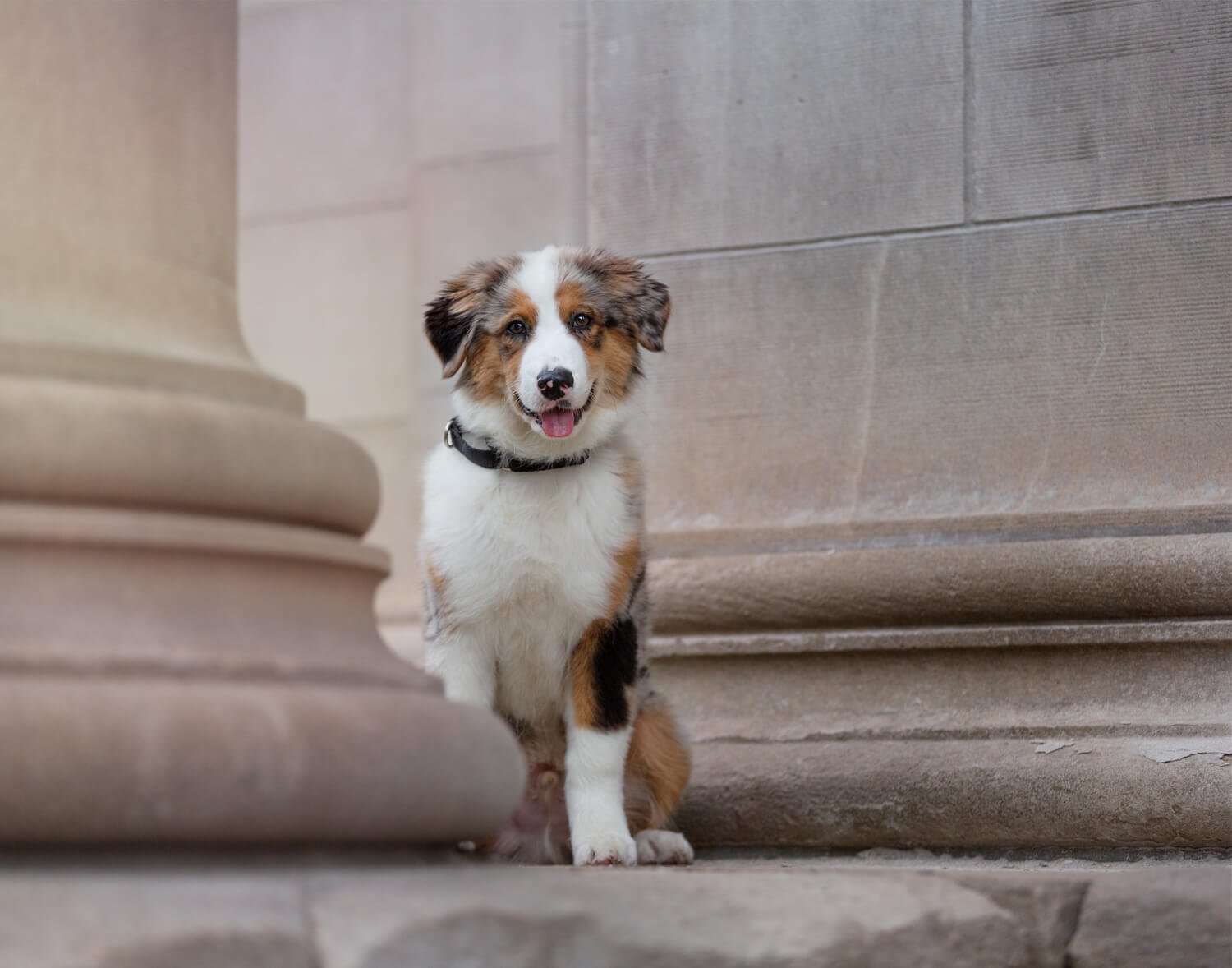 Dog Photography in the city