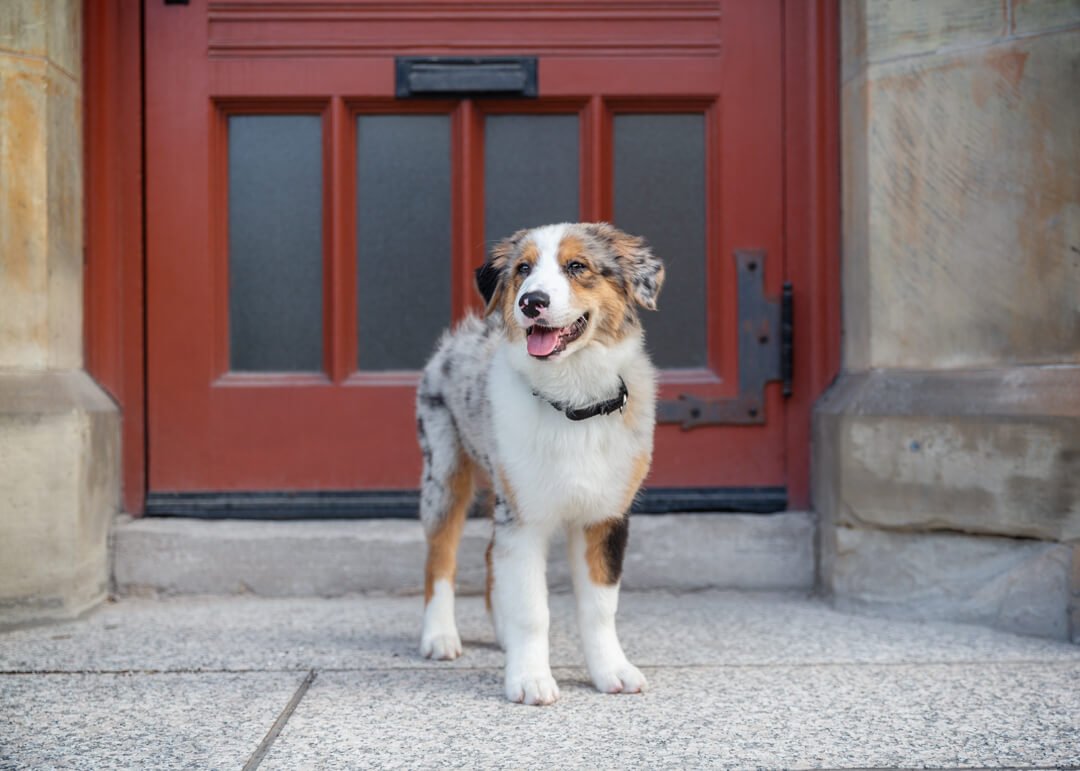 Toronto City dog photoshoot