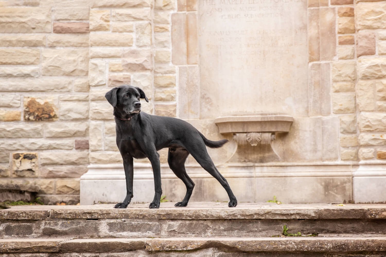 Dog Photography at Alexander Muir Memorial Gardens Toronto