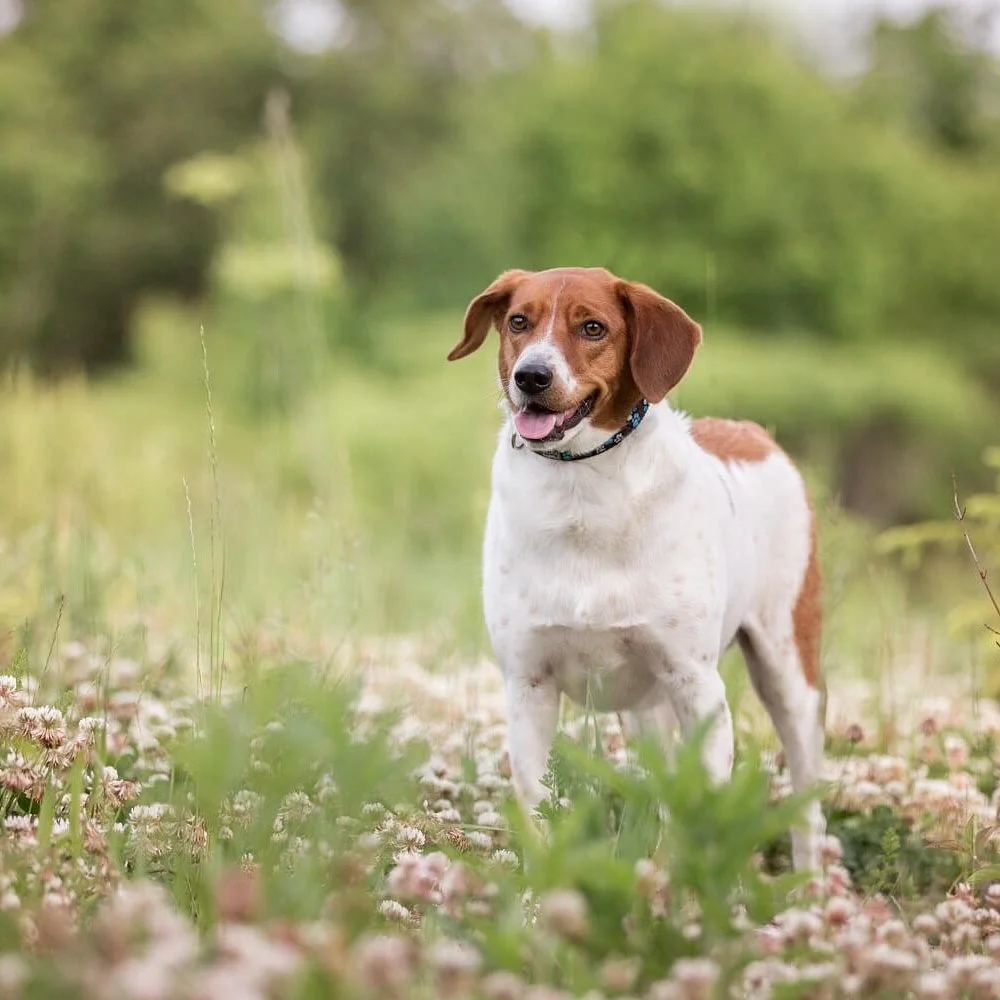 Why I love Toronto as a pet and family photographer