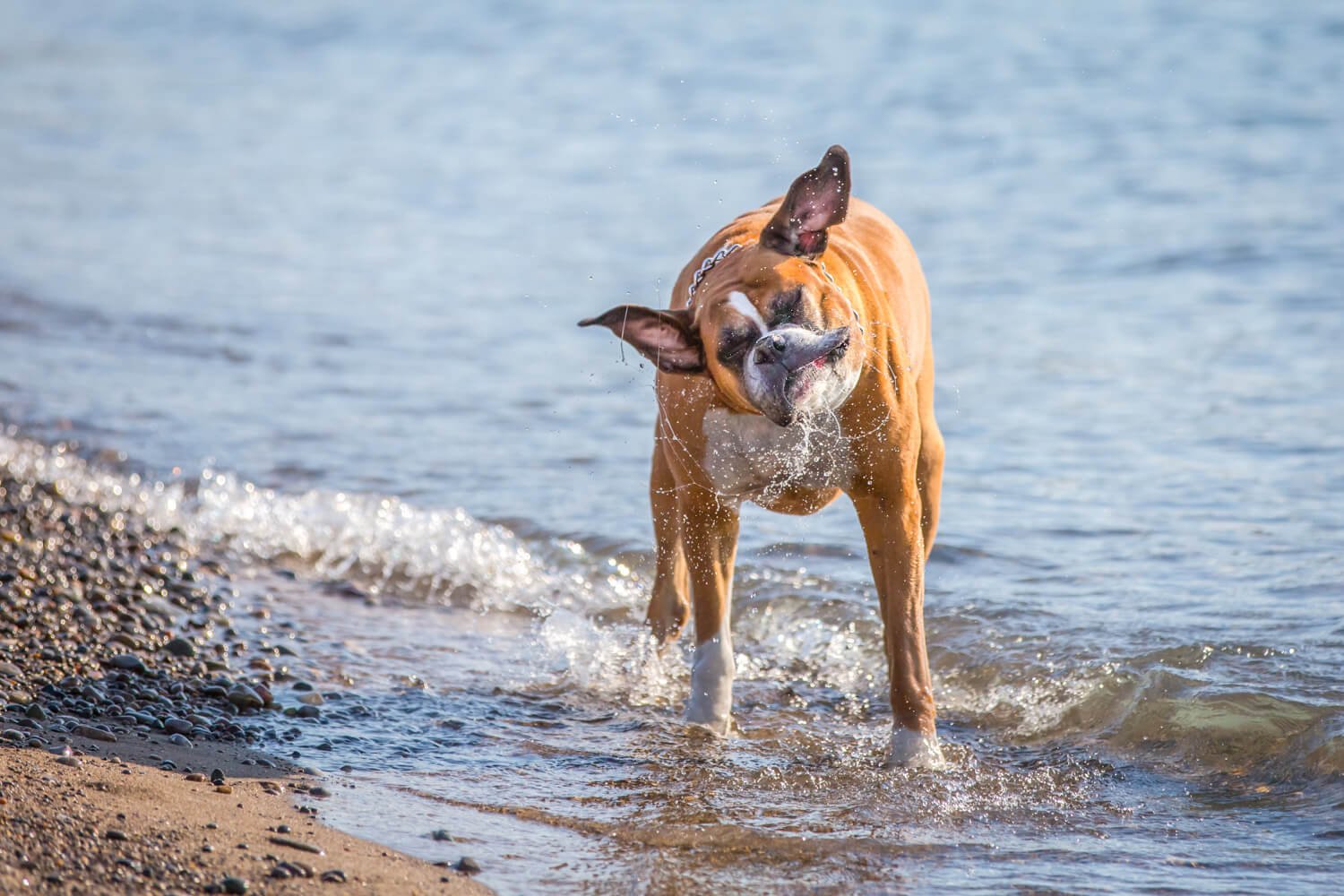 Toronto dog photography at the Beach