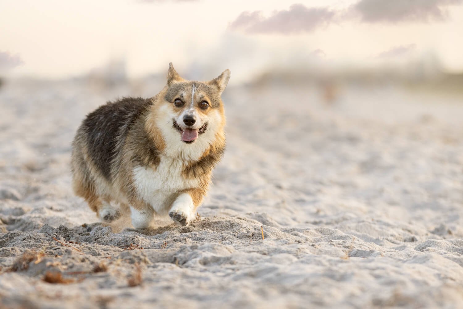 HARLEY LOVED THE BEACH!