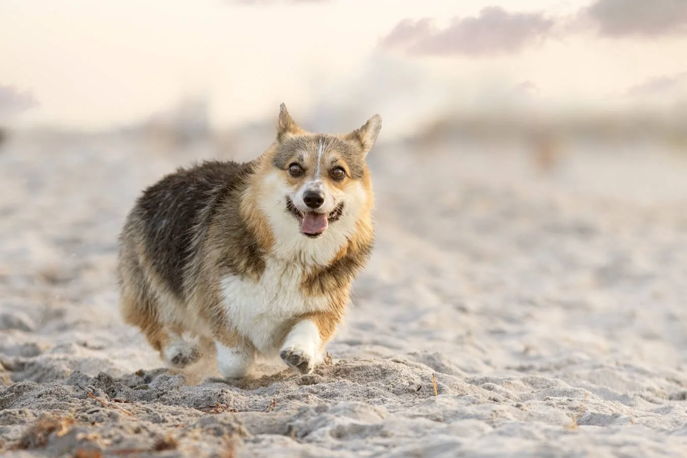 7 Fun Facts about Corgis