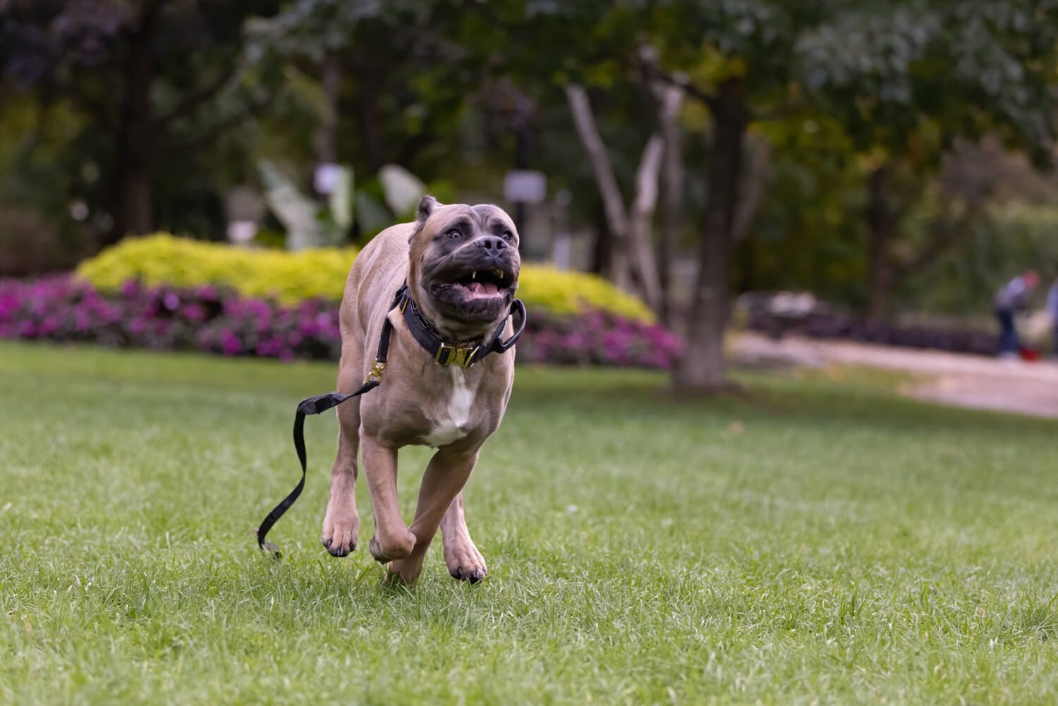 SARGE RUNS WITH HIS LEASH ON FOR SAFETY