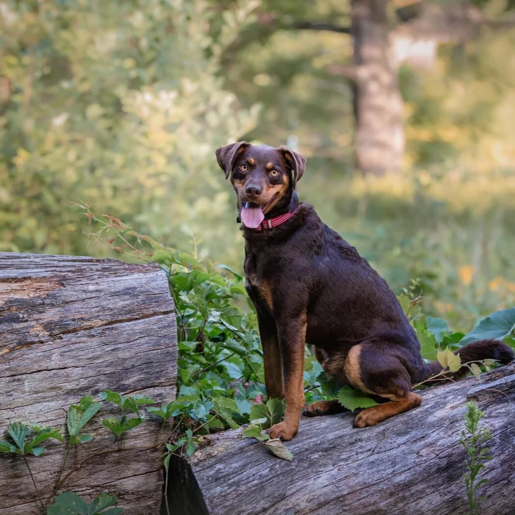 Keeping your dog safe during a photography session