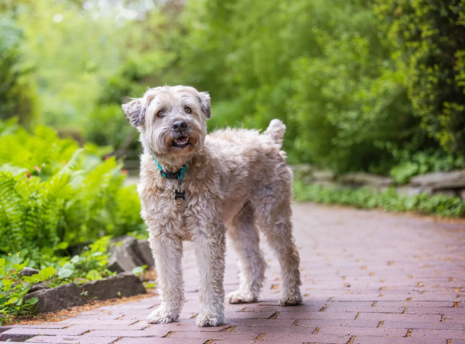 Worried that your dog will not behave for a photo session?
