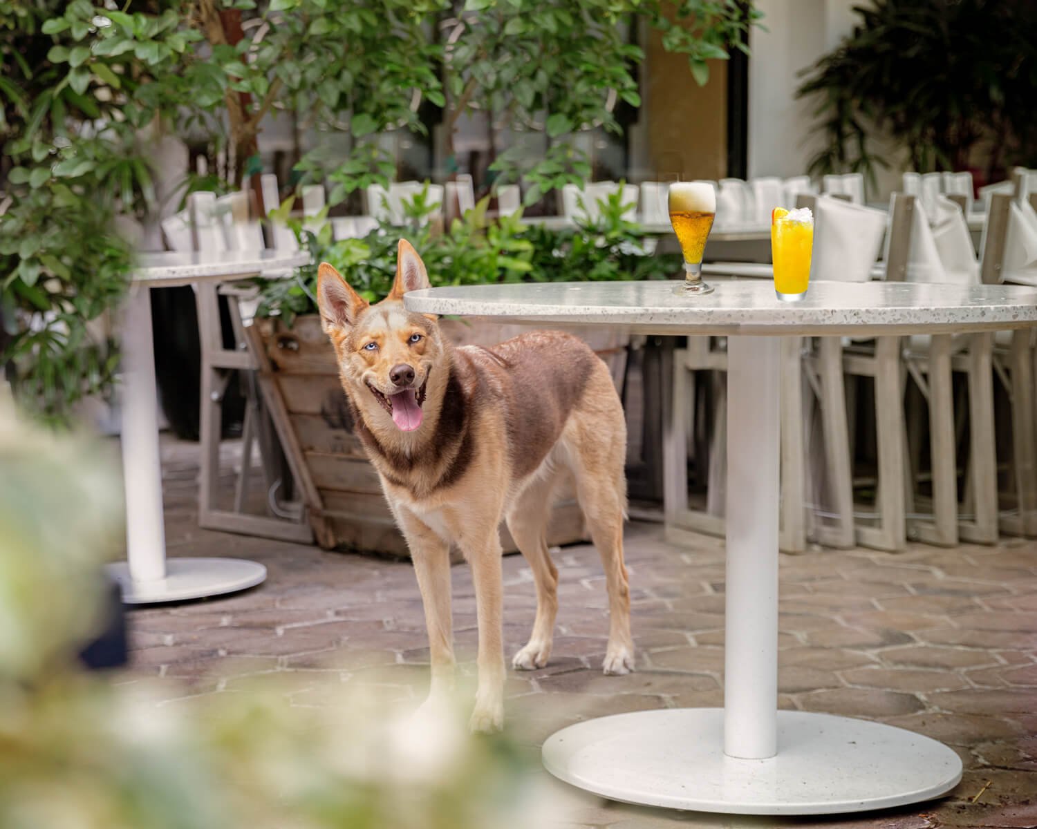 7 of my favourite Dog-Friendly Patios in Toronto