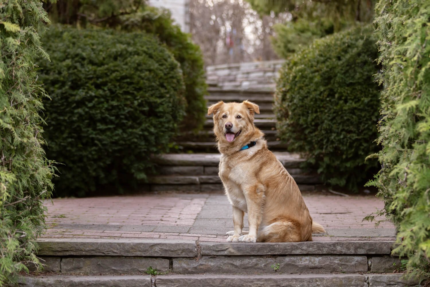 Finn on the stairs at the entrance to the park