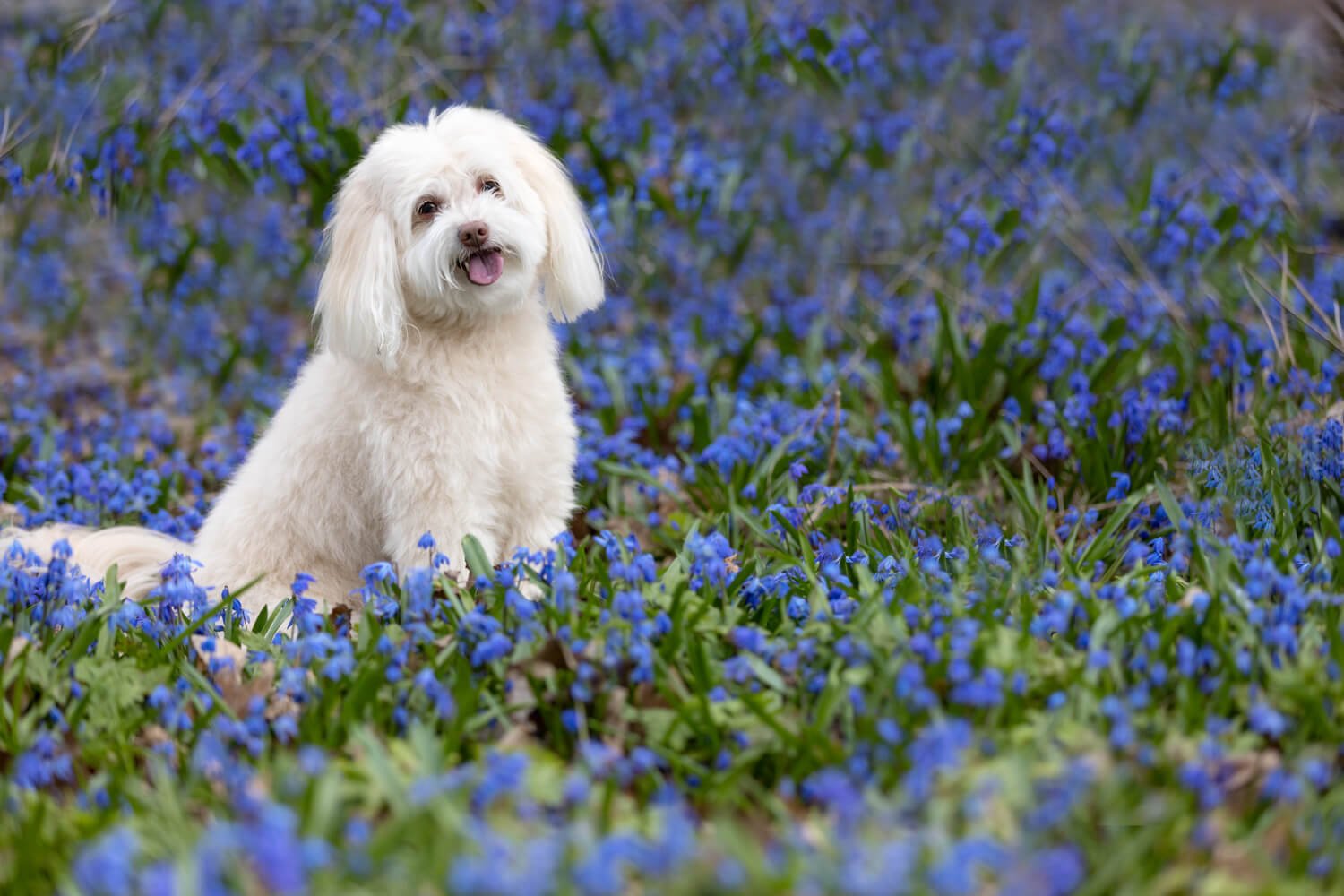 Ginger in the bluebells that bloom in the spring