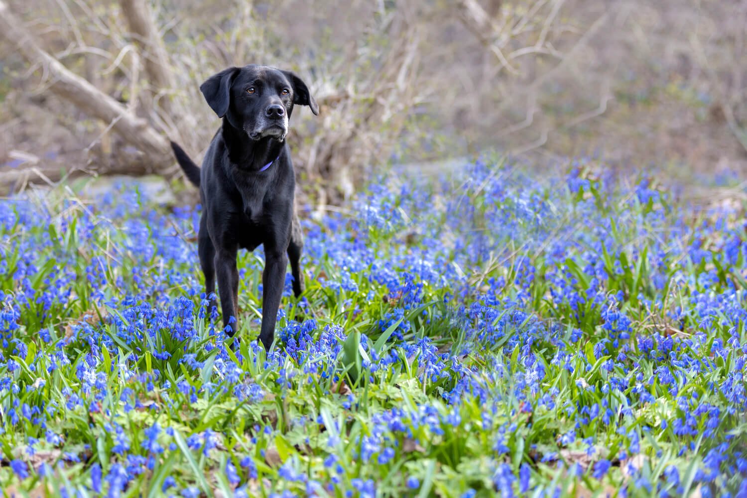 Dodger in the bluebell patch