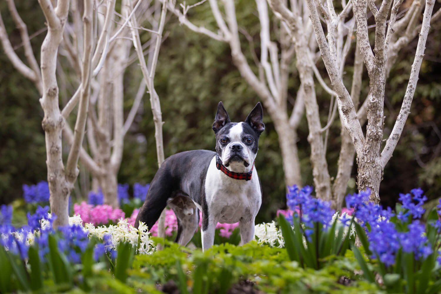 Toby among the spring blooms
