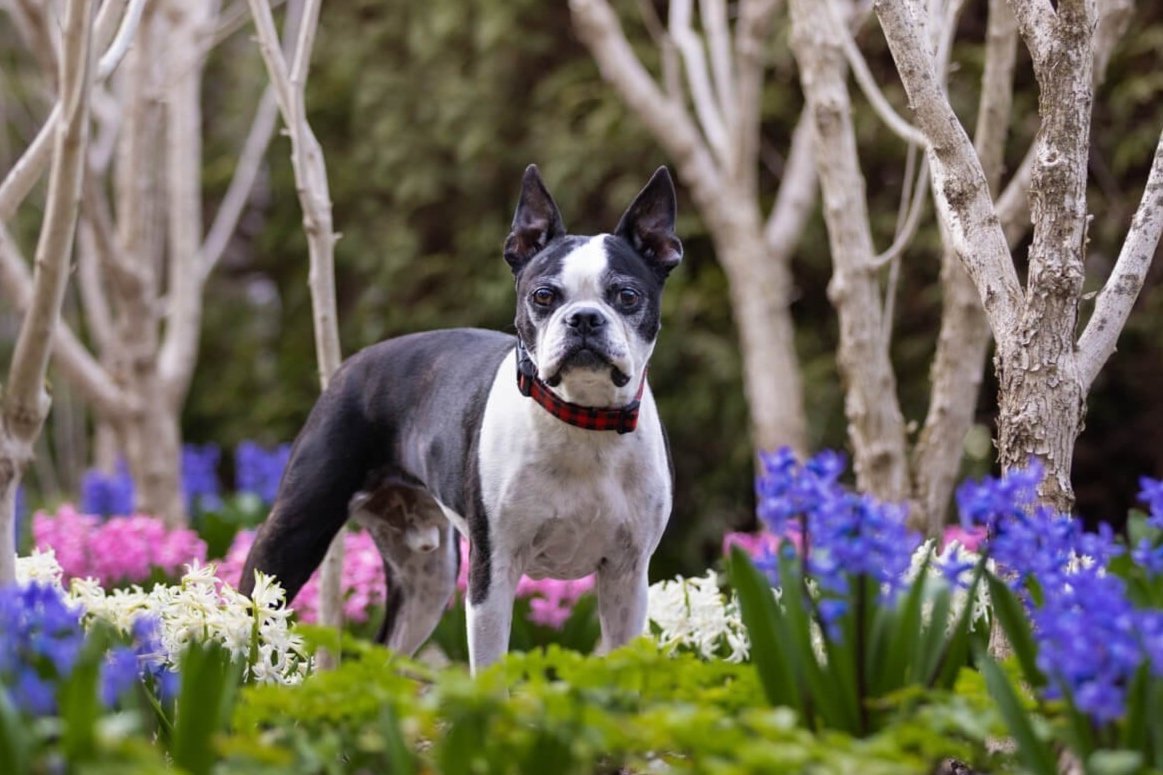 Photography to raise funds for Toronto rescue dogs
