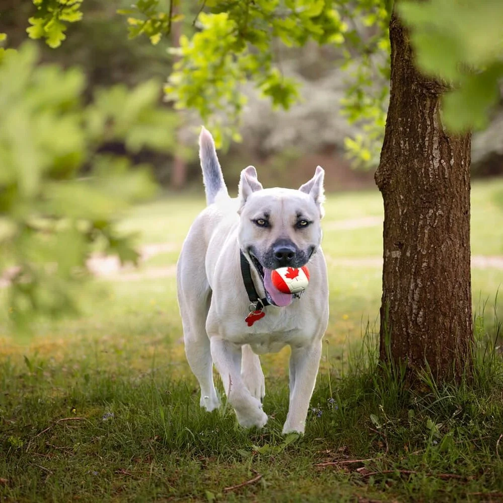 Ideas for celebrating Canada Day with your dog