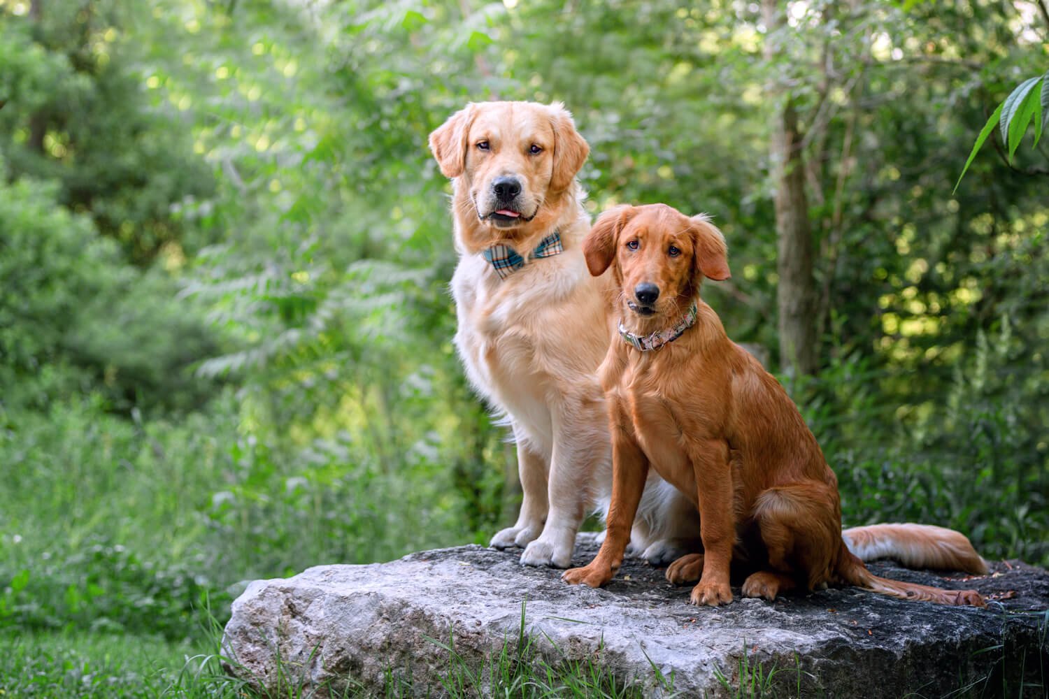 Dogs on the rocks at Evergreen Brickworks