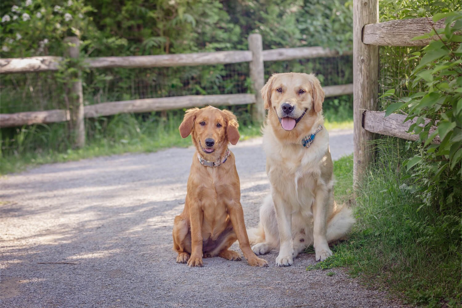 Evergreen has lovely pathways to photograph the dogs