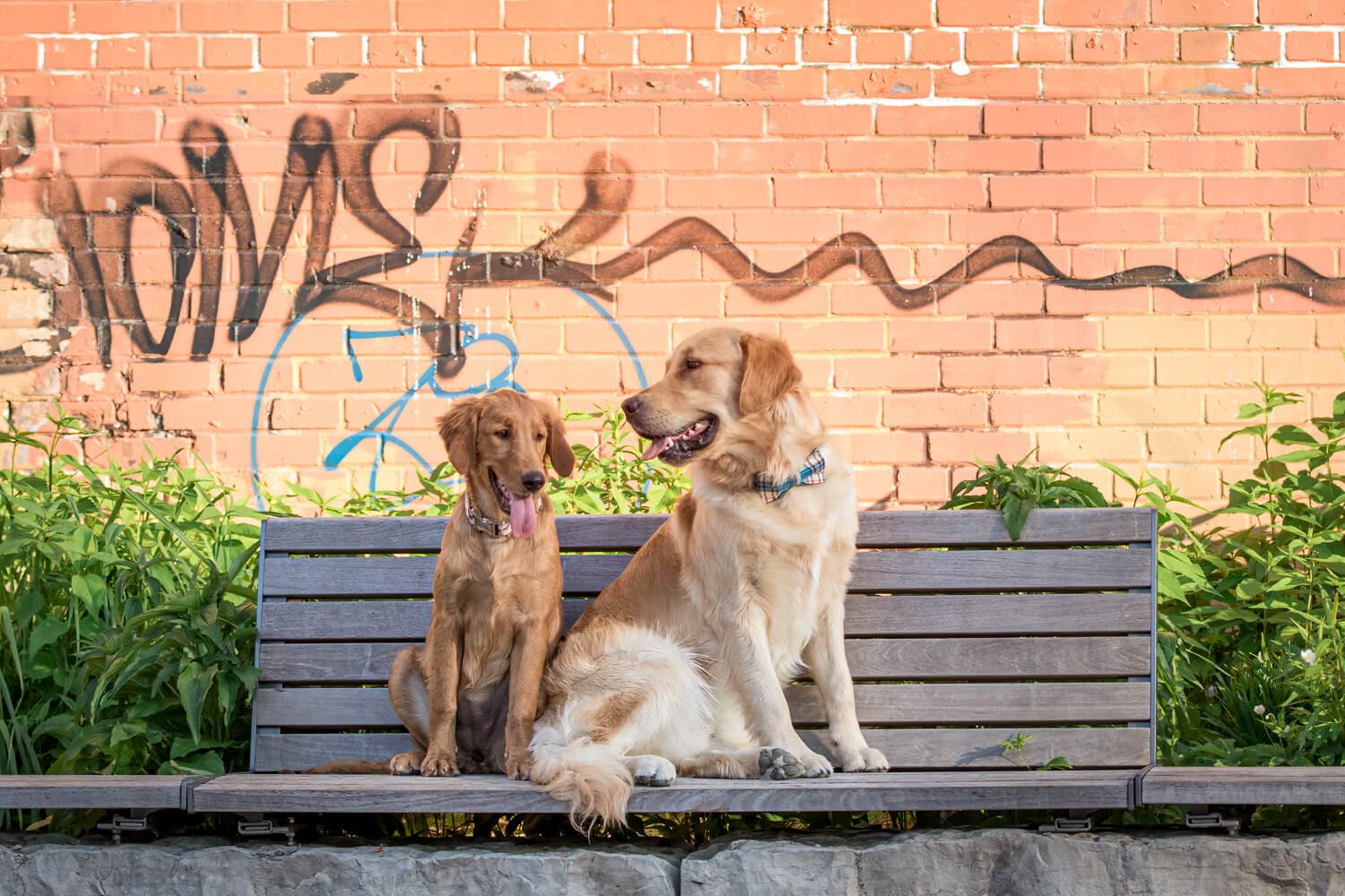 We can get some photos at the graffiti at Evergreen Brickworks