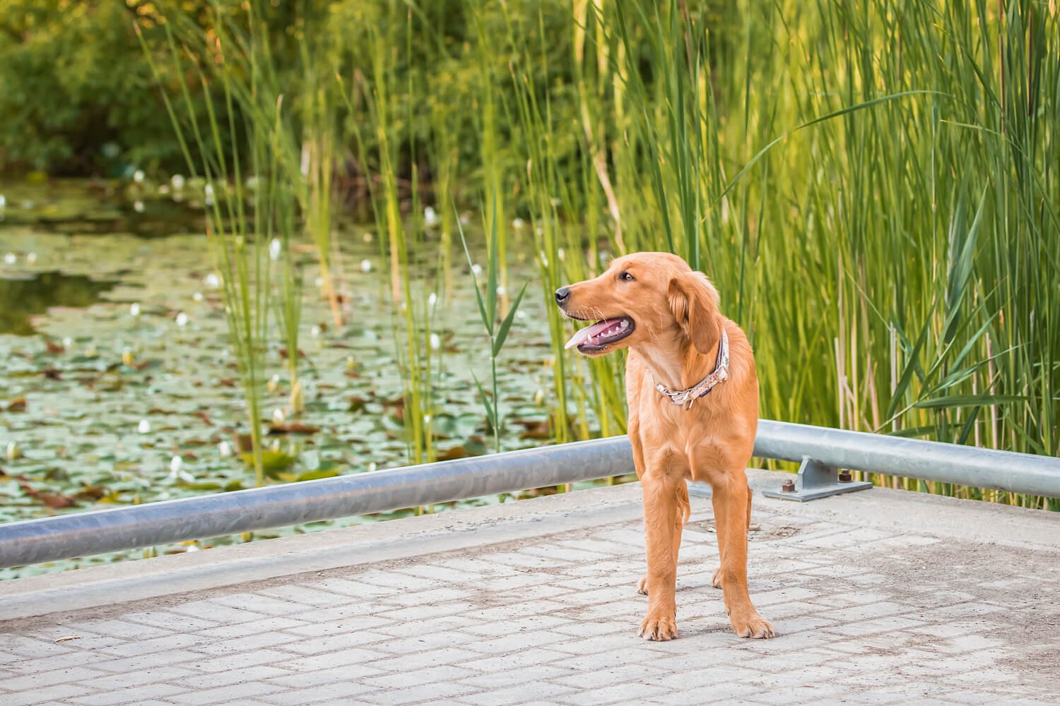 Evergreen offers lush surroundings for summer pet and family photo sessions