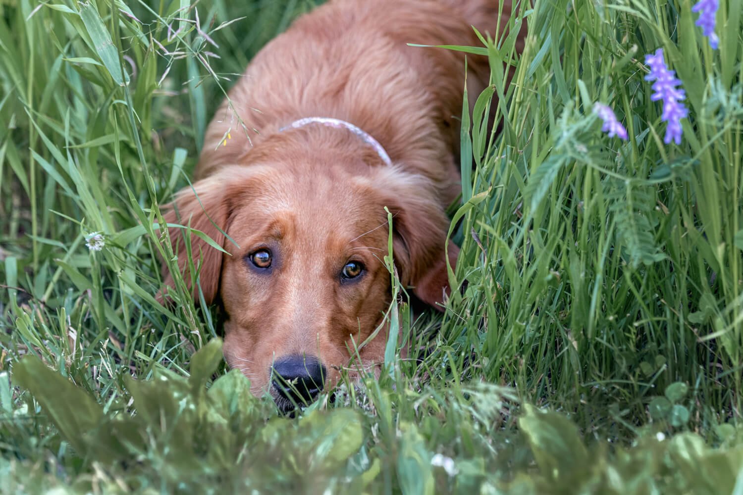 Lily cools off in the grass during her summer dog photography session at Evergreen Brickworks