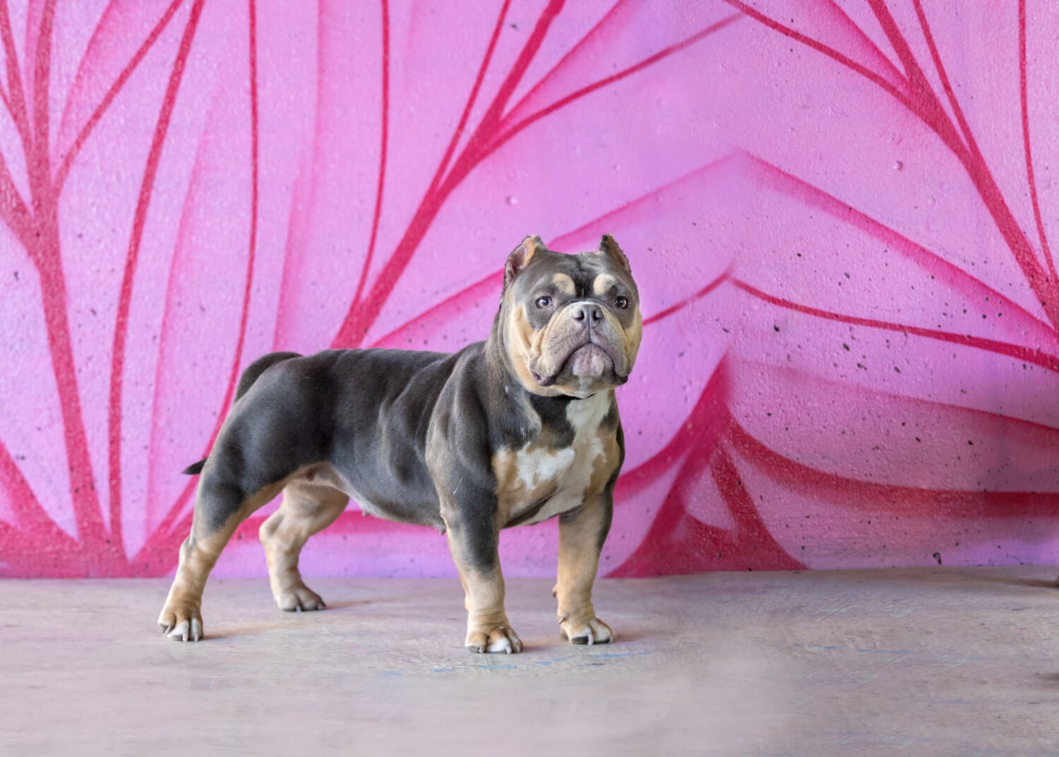 We chose pink graffiti for this little Bully girl's portrait
