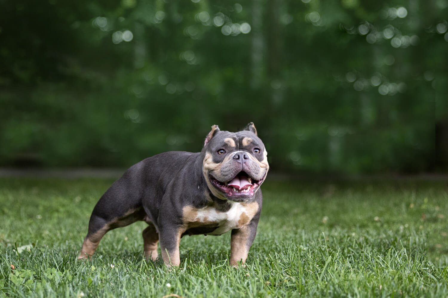 American Bullies Looking For Their New Home in Vaughan, Ontario - Hoobly  Classifieds