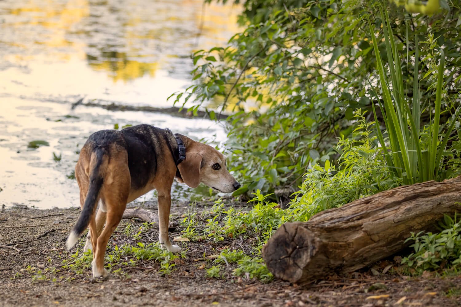 Sniffing is typical of Beagle behaviour